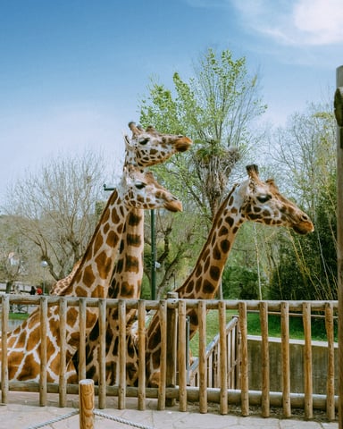 Giraffes at Cameron Park Zoo in Waco Texas