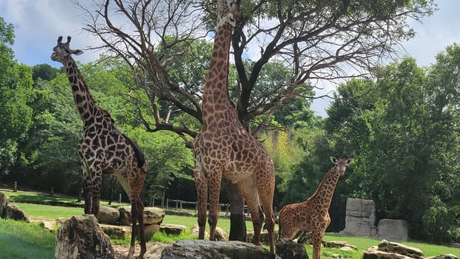 Cameron Park Zoo