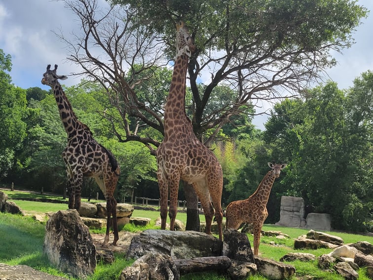Cameron Park Zoo
